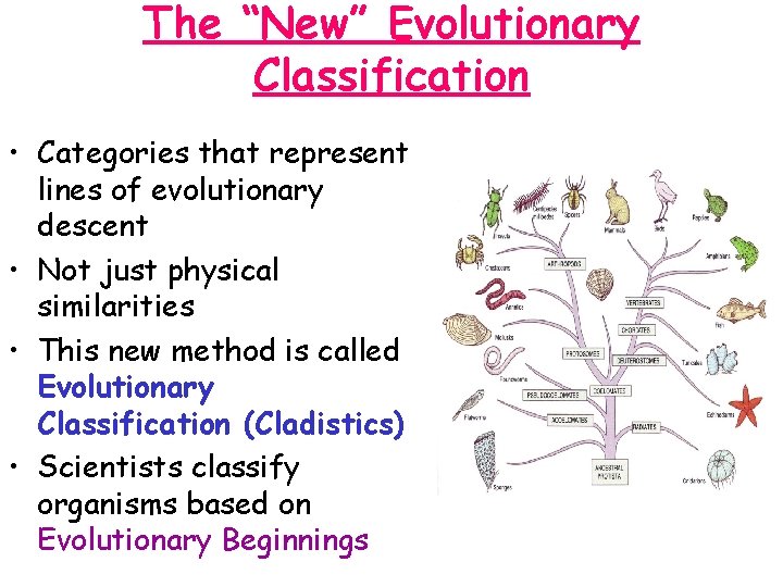 The “New” Evolutionary Classification • Categories that represent lines of evolutionary descent • Not