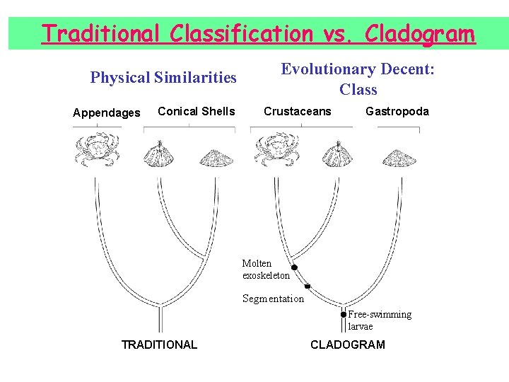 Traditional Classification vs. Cladogram Physical Similarities Appendages Crab Conical Shells Barnacle Evolutionary Decent: Class