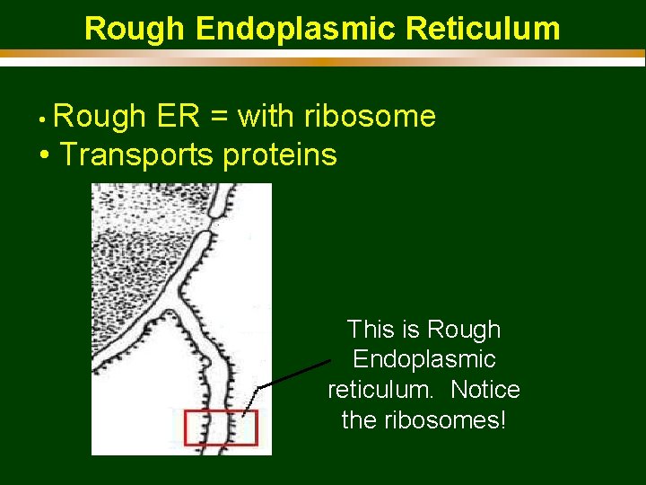Rough Endoplasmic Reticulum • Rough ER = with ribosome • Transports proteins This is