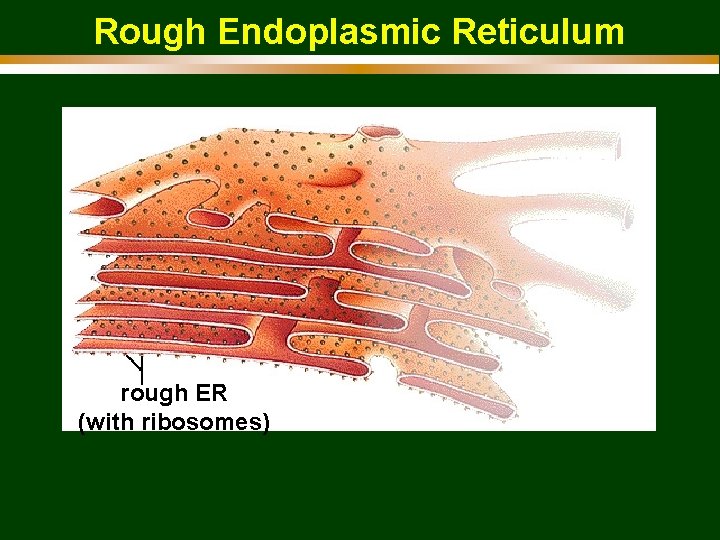 Rough Endoplasmic Reticulum rough ER (with ribosomes) 