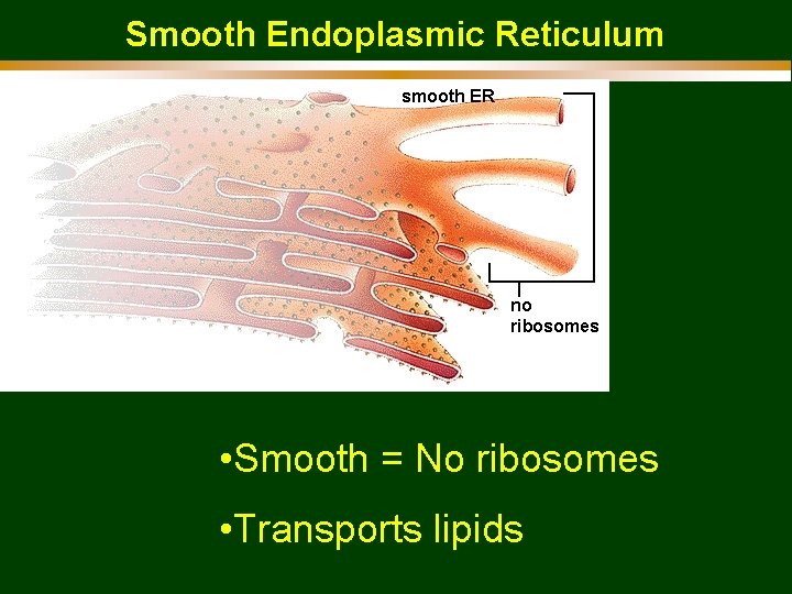 Smooth Endoplasmic Reticulum • Smooth = No ribosomes • Transports lipids 