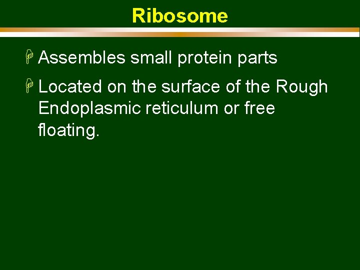 Ribosome H Assembles small protein parts H Located on the surface of the Rough