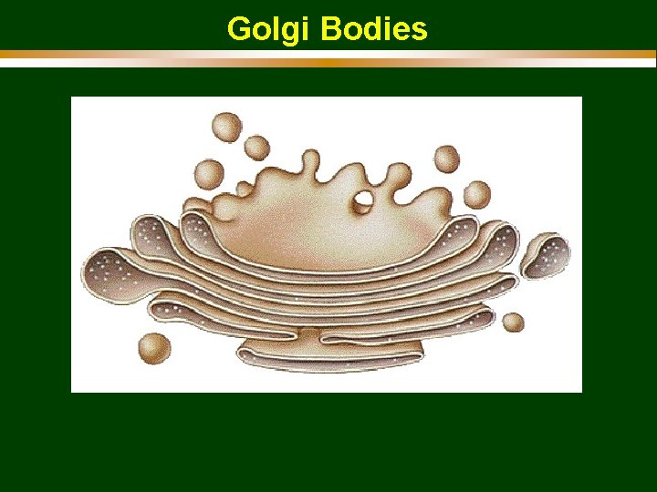 Golgi Bodies 