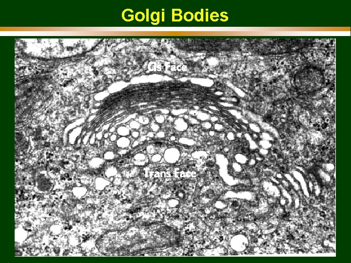 Golgi Bodies 