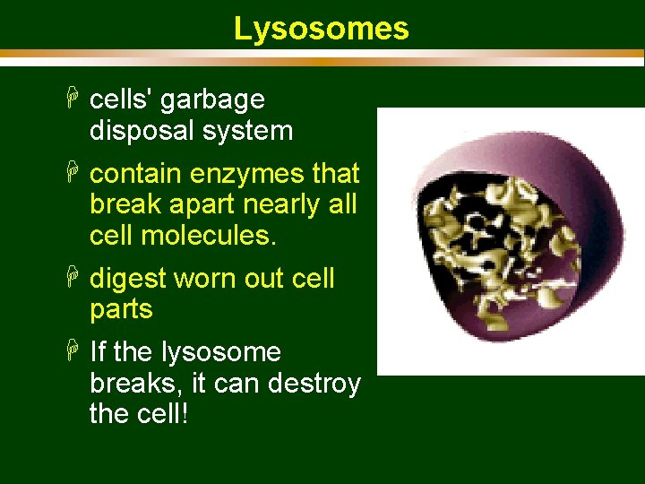 Lysosomes H cells' garbage disposal system H contain enzymes that break apart nearly all