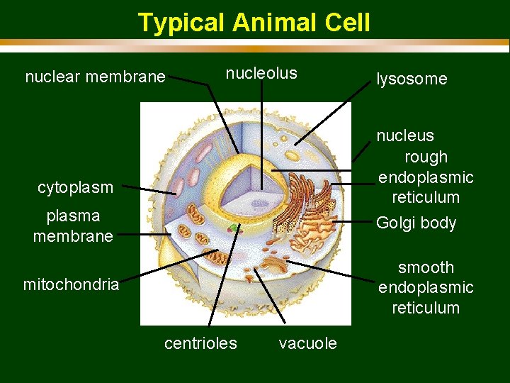 Typical Animal Cell nuclear membrane nucleolus lysosome nucleus rough endoplasmic reticulum Golgi body cytoplasma