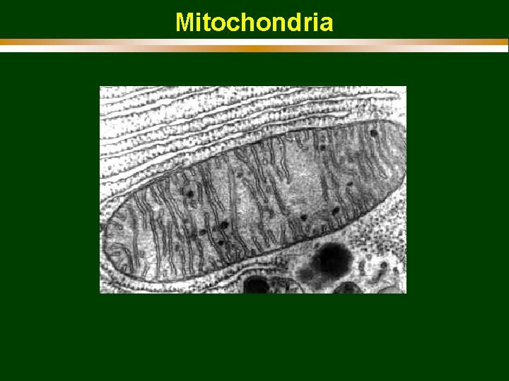 Mitochondria 
