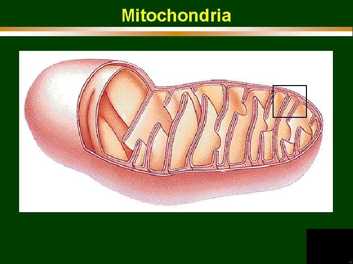 Mitochondria 