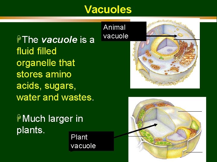 Vacuoles HThe vacuole is a fluid filled organelle that stores amino acids, sugars, water