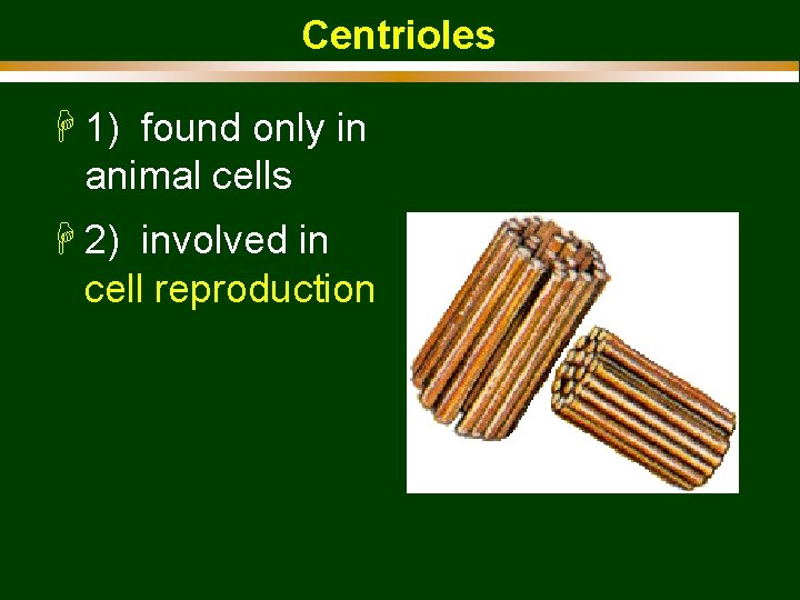 Centrioles H 1) found only in animal cells H 2) involved in cell reproduction