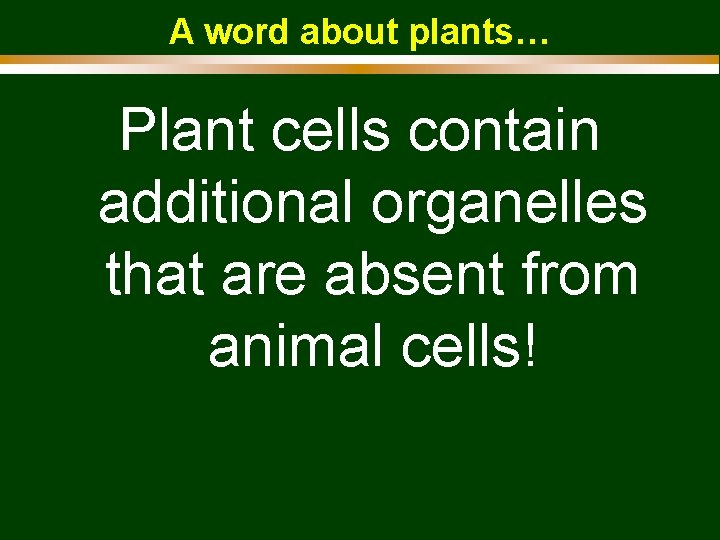 A word about plants… Plant cells contain additional organelles that are absent from animal