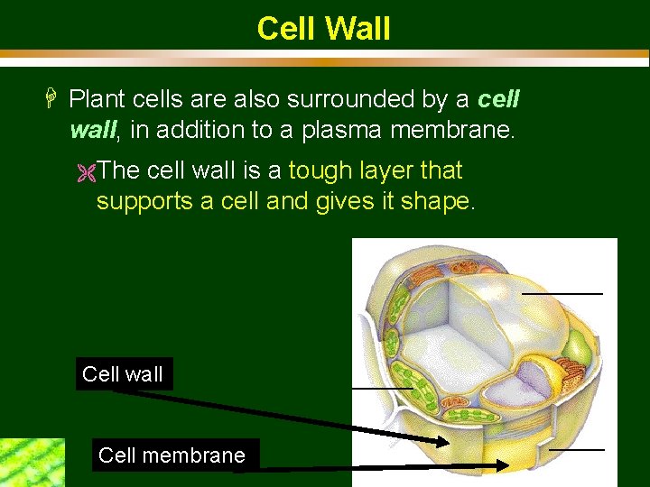 Cell Wall H Plant cells are also surrounded by a cell wall, in addition