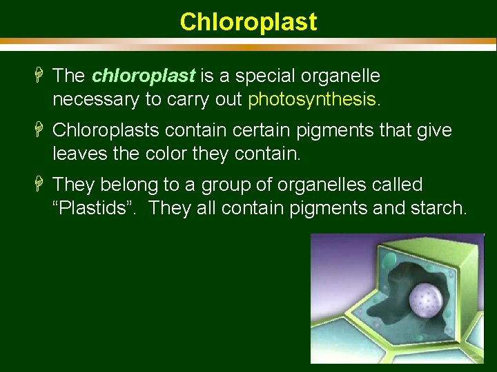 Chloroplast H The chloroplast is a special organelle necessary to carry out photosynthesis. H