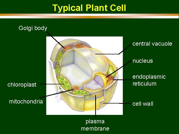 Typical Plant Cell Golgi body central vacuole nucleus chloroplast endoplasmic reticulum mitochondria cell wall