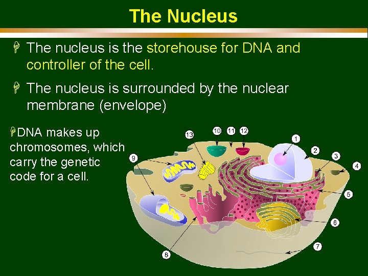 The Nucleus H The nucleus is the storehouse for DNA and controller of the