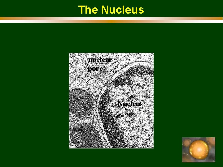 The Nucleus 