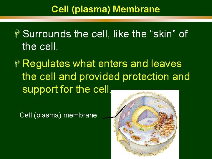 Cell (plasma) Membrane H Surrounds the cell, like the “skin” of the cell. H