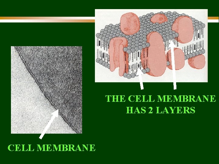 THE CELL MEMBRANE HAS 2 LAYERS CELL MEMBRANE 