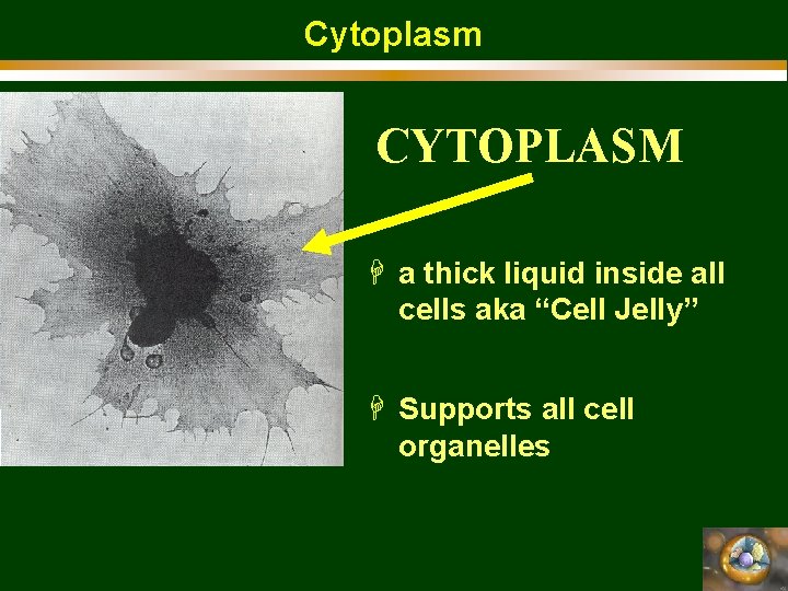 Cytoplasm CYTOPLASM H a thick liquid inside all cells aka “Cell Jelly” H Supports