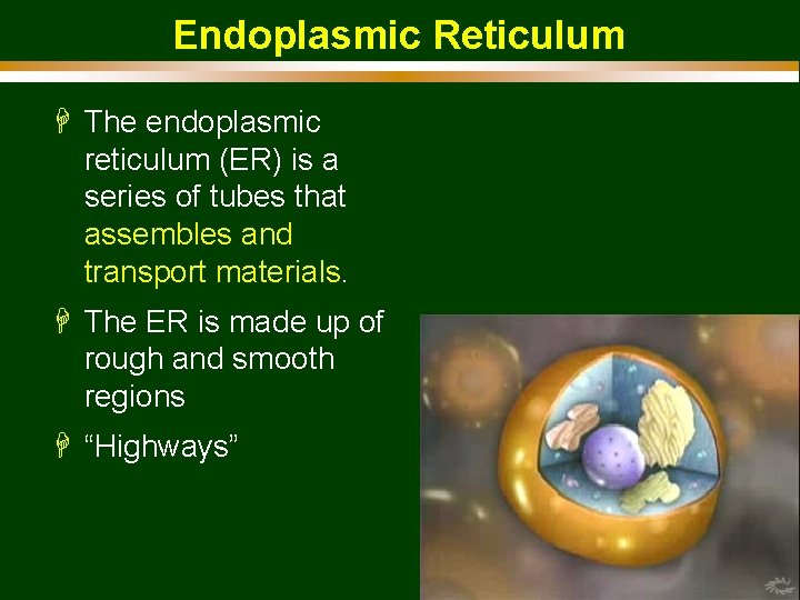 Endoplasmic Reticulum H The endoplasmic reticulum (ER) is a series of tubes that assembles