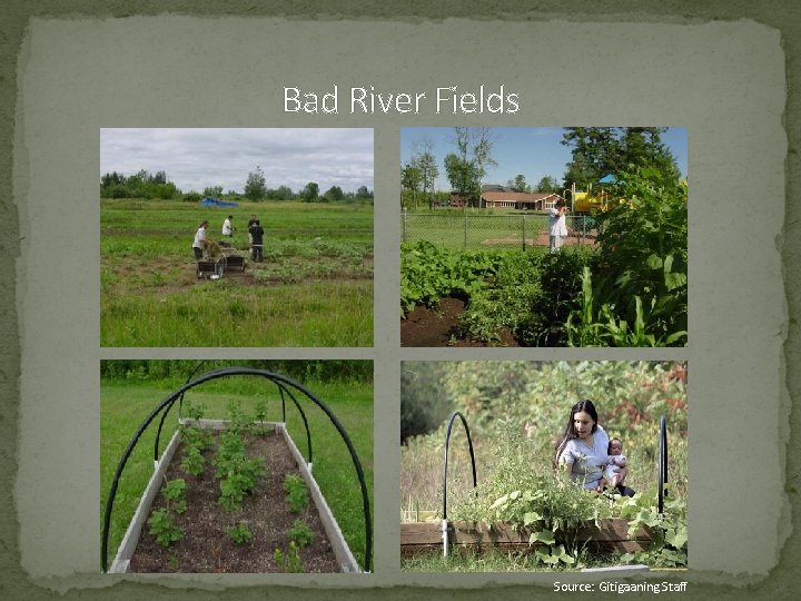 Bad River Fields Source: Gitigaaning Staff 