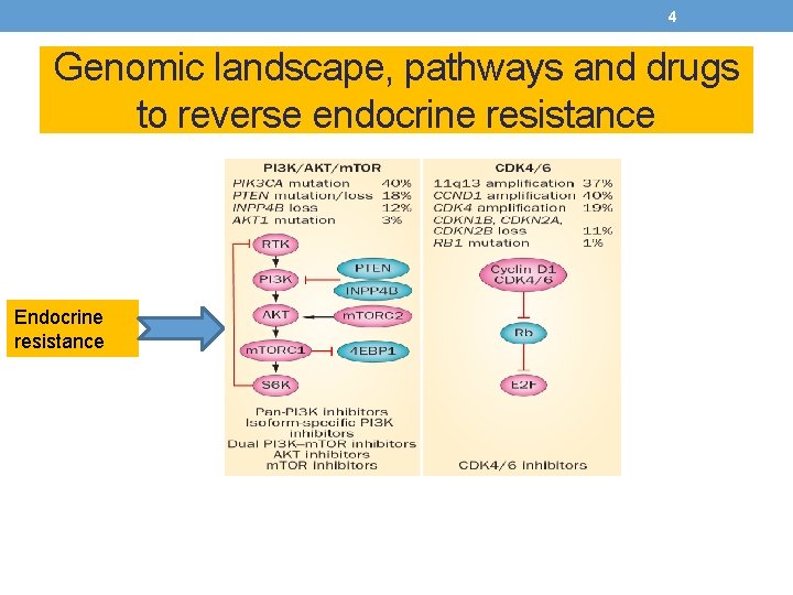 4 Genomic landscape, pathways and drugs to reverse endocrine resistance Endocrine resistance 