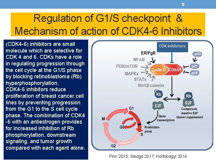 5 Regulation of G 1/S checkpoint & Mechanism of action of CDK 4 -6