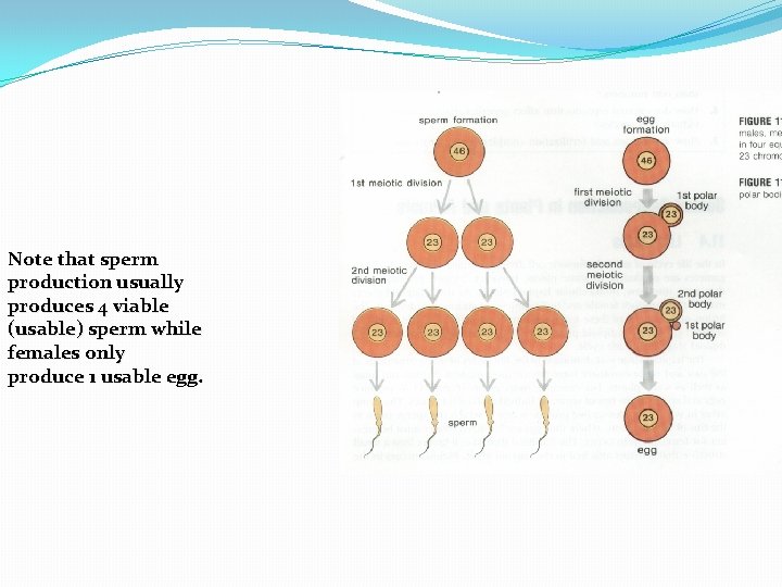 Note that sperm production usually produces 4 viable (usable) sperm while females only produce