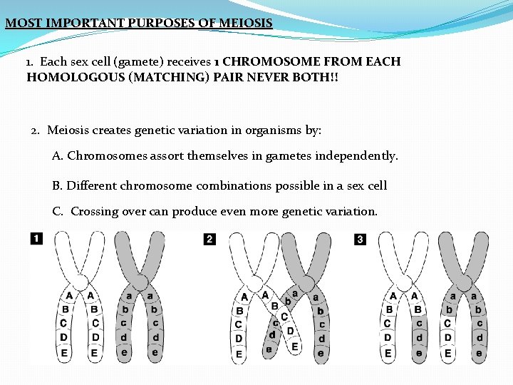 MOST IMPORTANT PURPOSES OF MEIOSIS 1. Each sex cell (gamete) receives 1 CHROMOSOME FROM