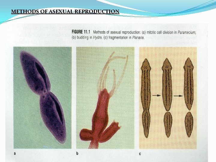 METHODS OF ASEXUAL REPRODUCTION 