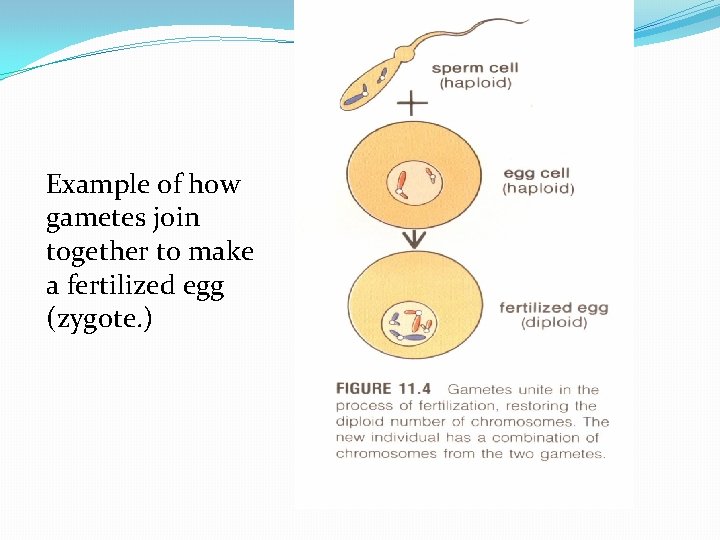 Example of how gametes join together to make a fertilized egg (zygote. ) 