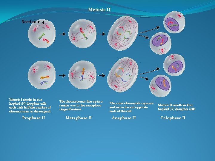 Meiosis II Section 11 -4 Meiosis I results in two haploid (N) daughter cells,