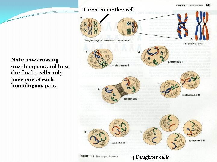 Parent or mother cell Note how crossing over happens and how the final 4