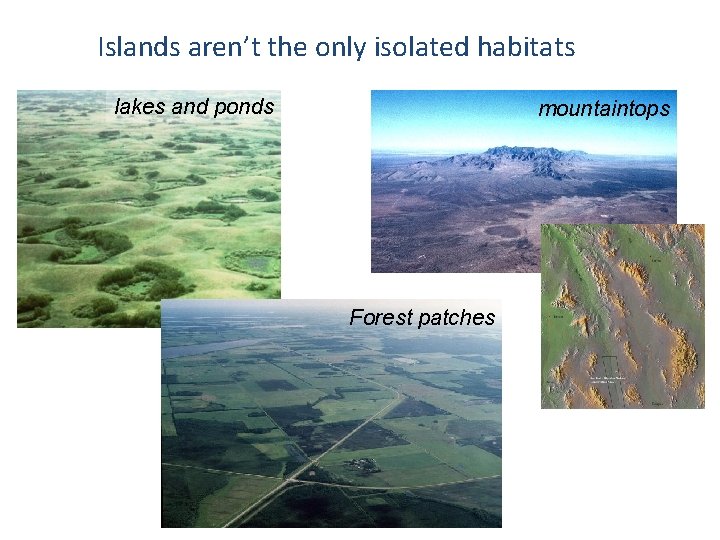 Islands aren’t the only isolated habitats lakes and ponds mountaintops Forest patches 
