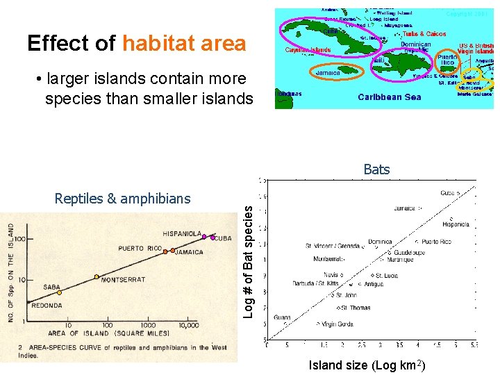 Effect of habitat area • larger islands contain more species than smaller islands Reptiles