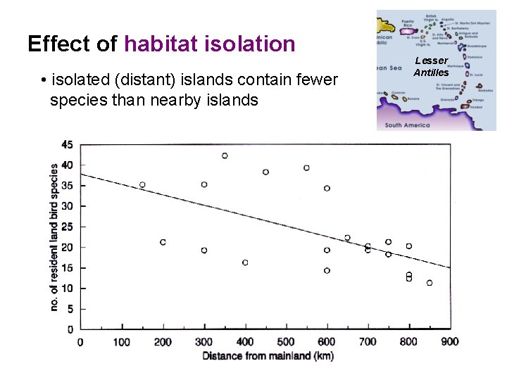 Effect of habitat isolation • isolated (distant) islands contain fewer species than nearby islands