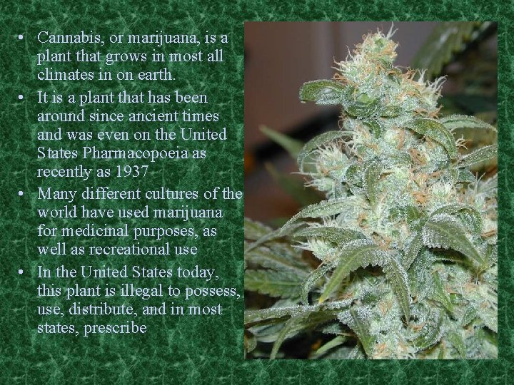  • Cannabis, or marijuana, is a plant that grows in most all climates