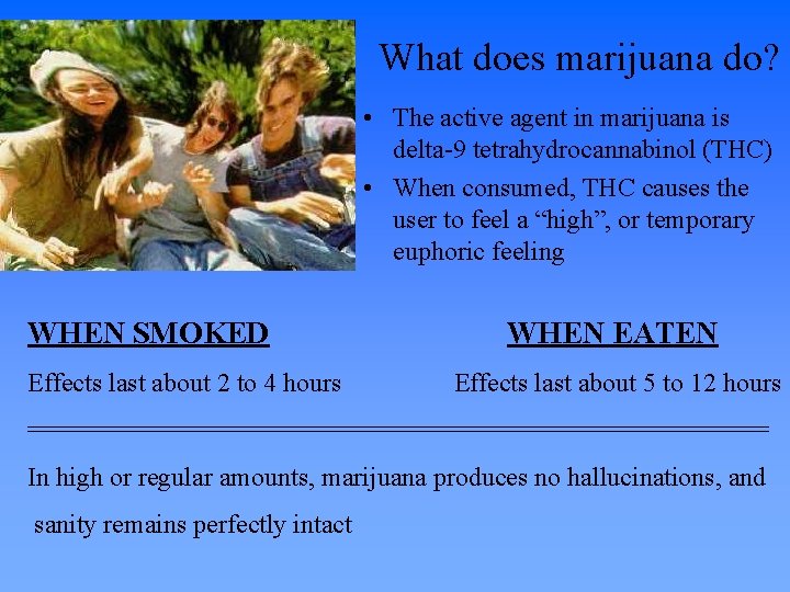 What does marijuana do? • The active agent in marijuana is delta-9 tetrahydrocannabinol (THC)