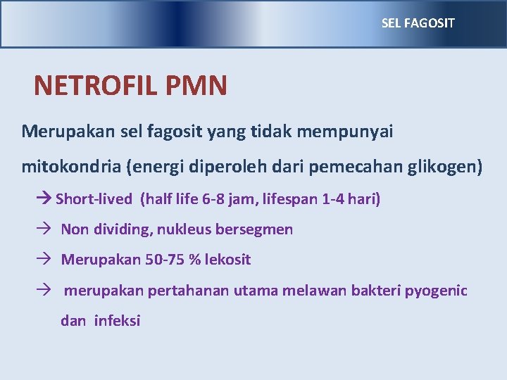 SEL FAGOSIT NETROFIL PMN Merupakan sel fagosit yang tidak mempunyai mitokondria (energi diperoleh dari