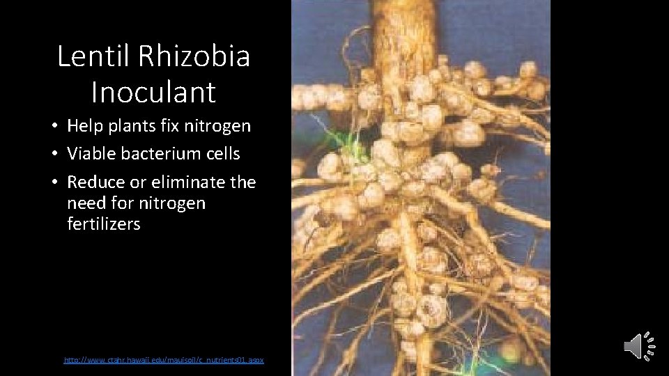 Lentil Rhizobia Inoculant • Help plants fix nitrogen • Viable bacterium cells • Reduce