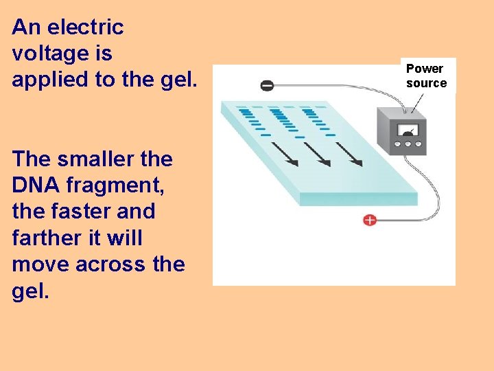 An electric voltage is applied to the gel. The smaller the DNA fragment, the