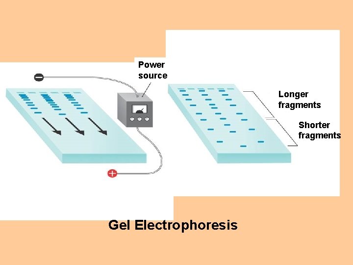 Power source Longer fragments Shorter fragments Gel Electrophoresis 