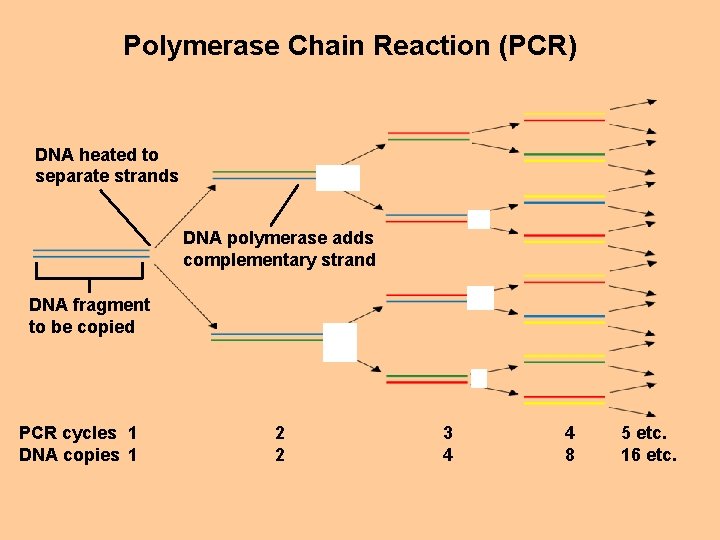 Polymerase Chain Reaction (PCR) DNA heated to separate strands DNA polymerase adds complementary strand