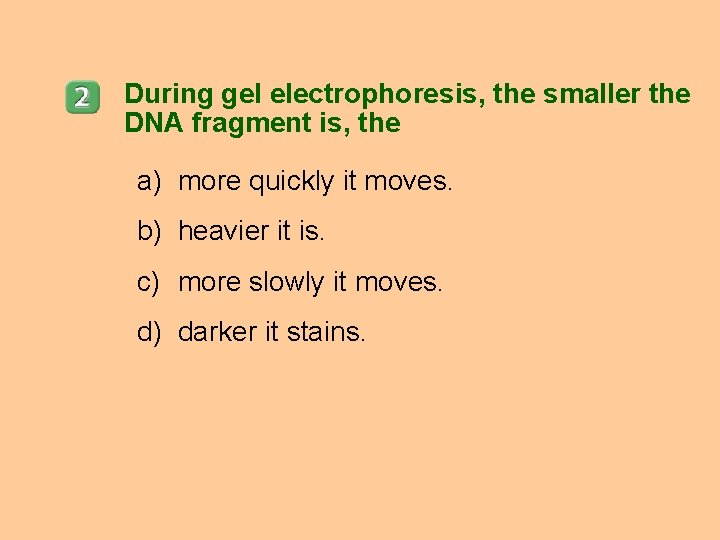 During gel electrophoresis, the smaller the DNA fragment is, the a) more quickly it