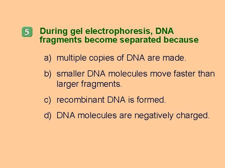 During gel electrophoresis, DNA fragments become separated because a) multiple copies of DNA are