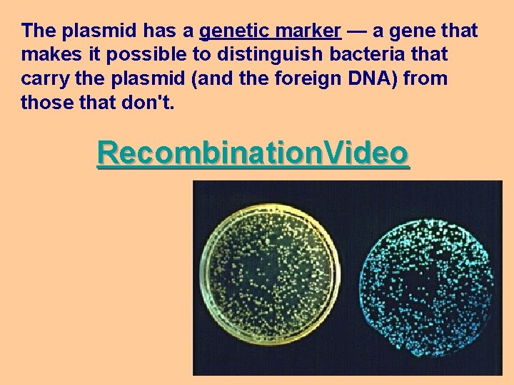 The plasmid has a genetic marker — a gene that makes it possible to