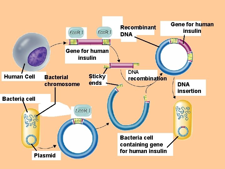 Recombinant DNA Gene for human insulin Human Cell Bacterial chromosome Sticky ends DNA recombination