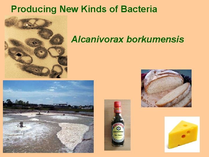 Producing New Kinds of Bacteria Alcanivorax borkumensis 
