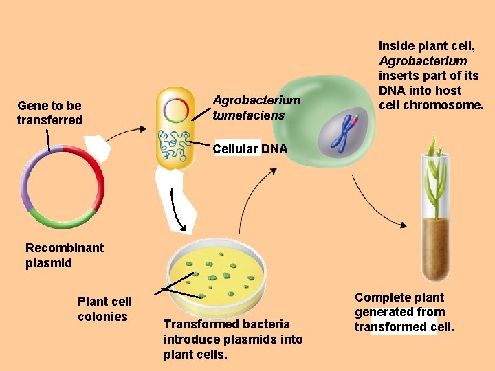 Gene to be transferred Agrobacterium tumefaciens Inside plant cell, Agrobacterium inserts part of its