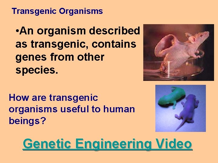 Transgenic Organisms • An organism described as transgenic, contains genes from other species. How